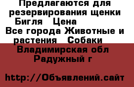 Предлагаются для резервирования щенки Бигля › Цена ­ 40 000 - Все города Животные и растения » Собаки   . Владимирская обл.,Радужный г.